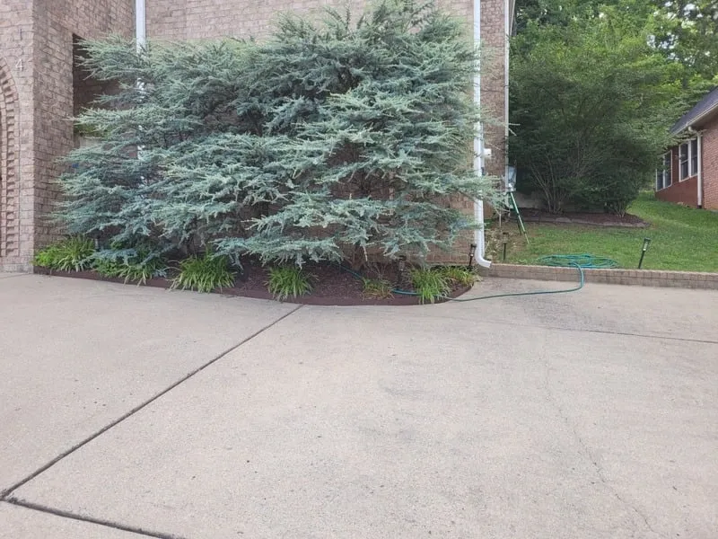 Established evergreen planting bed beside a brick building and paved walkway